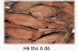 Hà thủ ô đỏ